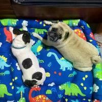 ราคา ที่นอนสัตว์เลี้ยง ที่นอนหมา ที่นอนแมว เบาะนอนแมว เบาะนอนหมา ที่นอนสุนัข หมาใหญ่มากๆนอนได้ ( โรงงานผลิตขายเอง ) (1730636402928094156)