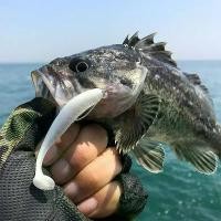 ราคา เหยื่อตกปลา Luya, เหยื่ออ่อน, เหยื่อหนอนอ่อน, เหยื่อล่อหนอนอ่อน, เหมาะสำหรับการตกปลาน้ำทะเลและน้ำจืด, ปลาช่อน, ปลากะพงขาว, ปลาหมึก, เหยื่อตกปลาเท็กซัสหัวตะกั่ว (1731443019829250334)