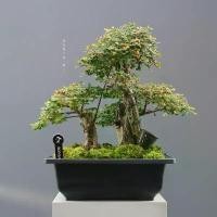 ราคา ️️บอนไซต้นเกล็ดปลาหมอ ต้นไม้ (1732534009770050914)