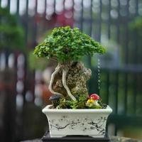 ราคา บอนไซเพรมน่า Premna ต้นไม้ (1732156578055488866)