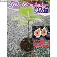 ราคา แนะนำ ต้นมะเดื่อฝรั่งพันธุ์อิรักกี้ ต้นฟิกซ์ มะเดื่อฝรั่ง Btm6 บราวน์ตุรกี ผลไม้ สวนครัว ผัก ต้นไม้ ไม้มงคล ฟอกอากาศ สลัด (1732381776213869614)