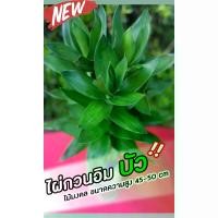 ราคา สวย กระถาง ต้นไม้ ไผ่กวนอิมบัว ไม้มงคล 3,5,10 ต้น สูง40cm 50cm และ 60cm (ตัดสด ไม่มีราก) 3 ต้น 5 ต้น 10 ต้น บอนไซ ผักสวนครัว (1732356935381583665)