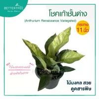 ราคา โชคเก้าชั้น(ใบด่าง) กระถาง 11 นิ้ว philodendron ต้นไม้ฟอกอากาศ ต้นไม้ (1730799887127251481)