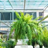 ราคา เฟิร์นสไบนาง (LaceFern) กระถางแขวน 12 นิ้ว / ไม้ประดับ ไม้ฟอกอากาศ (ต้นไม้) (1731715524921296078)