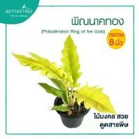 ราคา พิณนาคทอง กระถาง 8 นิ้ว ต้นไม้มงคล ต้นไม้ฟอกอากาศ ฟิโลเดรนดอน ต้นไม้ (1729977478891145753)