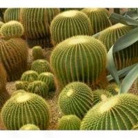 ราคา เมล็ดพันธุ์ ถังทอง Echinocactus grusonii 100 เมล็ด กระบองเพชร แคคตัส Cactus ลดราคาร้อนแรงประจำเดือนนี้ (1732262707203966424)