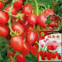ราคา 200 เมล็ด [ซื้อ 5 แถม ฟร]เมล็ดมะเขือเทศ เมล็ดพันธุ์ มะเขือเทศเชอรี่ มะเขือเทศราชินี สีแดง ทานสด ปลูกง่าย ผลดกมาก (1732269248579995360)