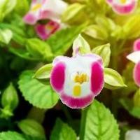 ราคา เมล็ดพันธุ์ ดอกแววมยุราคาวาอี่คละสี2000เมล็ด (1729655144710965301)