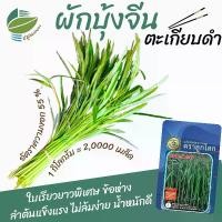 ราคา เมล็ดพันธุ์ ผักบุ้งจีน ตะเกียบดำ (Chinese Convolvulus) (1730018565111646227)