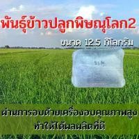 ราคา ❣พันธุ์ข้าวปลูกพิษณุโลก 2 เมล็ดพันธุ์ ข้าวปลูกพิษณุโลก 2 เมล็ดพันธุ์ข้าว พันธุ์ข้าวพิษณุโลก 2 ให้ผลผลิตดี (5 กิโลกรัม)♗ (1732425218058258283)