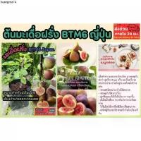 ราคา ที่นิยมมากที่สุด ต้นฟิกซ์ ต้นมะเดื่อฝรั่ง BTM6 ญี่ปุ่น Japan fig บราวน์ตุรกี ต้นแข็งแรง ผลไม้ ผักสลัด ต้นกล้า กิ่งตอน เมล็ดพันธุ์ จัดสวน (1732381825278379321)