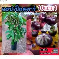 ราคา แนะนำ ต้นแอปเปิ้ลสตาร์ ต้นไม้หายาก ผลไม้โบราณ ดิน ปุ๋ย กระถางต้นไม้ ผักสลัด มะเดื่อฝรั่ง ฟิกซ์ เมล็ดพันธุ์ ต้นกล้า หมากน้ำนม (1732381854432330822)