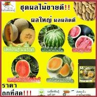 ราคา เมล็ดพันธุ์ ชุดผลไม้ ขายดี ปลูกง่าย โตไว ผลใหญ่ เมล่อนฮันนี่ร็อค/แตงโมคิมสันสวีท/แตงโมชูก้าเบบี้/แตงโมฟลอริด้าไจแอ้นท์ ขายดี (1730790700344051782)