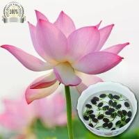 ราคา เมล็ดพันธุ์ ดอก บัวหลวง 10 เมล็ด บัวหลวงสีชมพู Lotus เมล็ดพันธุ์แท้ นำเข้าจากต่างประเทศ ปลูกผัก สวนครัว ถูกดี เพาะง่าย บัวสัตตบงกช ชมพู งอกง่ายดอกสวยงอกง่ายโตไว️ดอกใหญ่ (1732386725585061698)