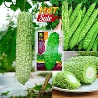 ราคา เมล็ดพันธุ์ มะระขี้นก บรรจุ 12เมล็ด Bitter Gourd Seeds Vegetable Seeds เมล็ดมะระ เมล็ดพันธุ์ผัก เมล็ดบอนสี ผักสวนครัว เมล็ดมะระขี้นก (1732392747632854850)