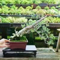 ราคา Bonsaistory | บอนไซ ˚⋆เทียนทะเล⋆˚((พร้อมส่ง)) มีวิธีการดูแล+ปุ๋ยแถมไปให้ค่ะ (1731106579131828672)