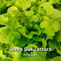 ราคา กรีนโอ๊ค (Green Oak) ผักสลัดทานสด ปลอดสารพิษ100% 1 kg. (1731811345368975694)