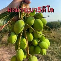 ราคา 5กิโล มะม่วงเบาใต้ มะม่วงเบา มะม่วงเปรี้ยว มะม่วงเบาใต้อร่อยๆ (1732104540967570136)