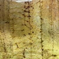 ราคา ปลาหมึกบดแผ่นบางนุ่ม สูตรเด็ด ของว่างเพื่อสุขภาพ - รสชาติปลาหมึกเข้มข้น (1730389871769062375)