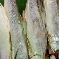 ราคา ปลากุเลาราชาปลาเค็มไซส์จัมโบ้ ขนาด 3 กก.-3.2 กก. เป็นปลาดองเรือ สด สะอาด (1731034812347680799)