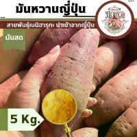 ราคา มันหวานจากญี่ปุ่น เบนิฮารุกะ หอมหวาน พร้อมส่งที่ไทย (1731912279818865221)