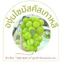ราคา องุ่นไซมัสคัสเกาหลี 2-3 ช่อ (ส่งแช่เย็น) (1729917548297423239)