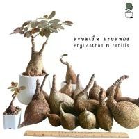 ราคา ไม้มงคลสายมูต้องมี Phyllanthus mirabilis มะยมเงิน มะยมทอง คัดหัวแข็งแรง ไม้โขดมงคล งอกแน่นอน️ ขายดี ปุ๋ย สูตร น้ํา ทาง ใบ เม็ด ผักเคล 3 สายพันธุ์ ฮอร์โมน พืช ยา ฆ่า แม (1731618631268731535)