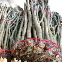 ราคา ชะอมเกษตรพื้นบ้านสายพันธุ์เน้นเก็บยอด200กิ่ง 1600 ขุย มะพร้าว ปุ๋ย เกล็ด น้ํา (1732224987899726127)