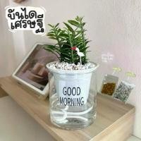 ราคา สินค้าดี ต้นบันไดเศรษฐีพร้อมกระถาง+หิน+ปุ๋ย+ตุ๊กตาตกแต่ง(เขียนการ์ดได้พิมพ์ในช่องหมายเหตุเท่านั้นนะคะ) (1732002468032513081)