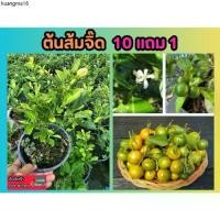 ราคา ที่นิยมมากที่สุด ต้นส้มจิ๊ด .ส้มมะปิ๊ด กระถาง 6 นิ้ว ปลอดสาร ผลไม้ มะนาว มะนาวแป้น ส้มซ่า ผักสวนครัว ผักสลัด ดิน หิน ปุ๋ย กระถาง ฟอกอากาศ (1732381806453425500)