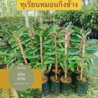 ราคา ทุเรียนหมอนทองปราจีนบุรีต้นละ 150 บาท ปุ๋ย สูตร สาร จับ (1731386013704422703)