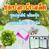 ราคา ชุดปลูกผักสลัดไฮโดรโปนิกส์ (ปุ๋ย 1 ลิตร) พร้อมปลูก (1730072980116900811)