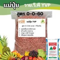 ราคา ปุ๋ย 0-0-60(เม็ดแดง) วาย.วี.พี. (1 กิโลกรัม) เร่งผล เร่งหวาน สร้างแป้ง เพิ่มน้ำหนัก สีสัน และเพิ่มคุณภาพผลผลิต ปุ๋ยโพแทสเซียมคลอไรด์ แหล่งที่มาจากทะเลเดดซี ประเทศอิสราเอล (1731957006364477335)