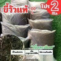 ราคา ปุ๋ยมูลวัวเเท้100% เนื้อละเอียด ปุ๋ยขี้วัว ปุ๋ยวัวนม ปุ๋ยมูลวัวตากเเห้ง ขี้วัว ปุ๋ย ตากแห้ง (1731158760698054672)