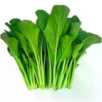 ราคา เมล็ดผักกวางตุ้งต้นเขียว2000เมล็ด ปุ๋ย ข้าวโพด เมล็ด พันธุ์ ผัก (1730737689422301335)