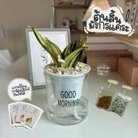 ราคา ต้นลิ้นมังกรแคระพร้อมกระถาง+หิน+ปุ๋ย+ตุ๊กตาตกแต่ง (เขียนการ์ดพิมพ์แจ้งช่องหมายเหตุเท่านั้นนะคะ) (1732470108068546003)