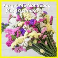 ราคา Multicolored Forget Me Not Flower Seeds 10 เมล็ด เมล็ดพันธุ์ อย่าลืมฉัน Garden Flower Seeds for Planting Flowering Plants Seeds เมล็ดดอกไม้ เมล็ดบอนสีสวยๆ ของแต่งบ้าน ดอกไม้ปลูกส (1731994542247348424)