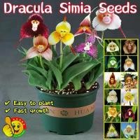 ราคา เมล็ดกล้วยไม้หน้าลิง Rare Dracula Simia Seeds Monkey Face Orchid Plants Seeds Monkey Face Flower Seeds ขลัง เมล็ดพันธุ์ดอกไม้ กล้วยไม้หน้าลิง ต้นหน้าลิง เมล็ดดอกไม้ ของแต่งบ้าน บอนสีหายากไทย บอนสี (17