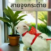 ราคา สายจูงกระต่ายแบบตัว H น่ารัก ปลอดภัย ไม่เจ็บตัว ใช้เดินเล่นนอกบ้าน กรง ชูก้า พร้อม อุปกรณ์ กรง ชูก้า พร้อม อุปกรณ์ เชือก จูง กระรอก กรง ชูก้า ขนาด ใหญ่ ครบ ชุด กรง (1731258183688750104)