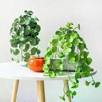 ราคา พืชสีเขียวประดิษฐ์, หญ้าเหรียญทองแดง Calathea, ใบปาล์มแดง, มินิพืชแขวนผนัง, กาวอ่อน, สไตล์ฉ่ำ, เหมาะสำหรับตกแต่งบ้าน, มัด เครื่อง หลวง พ่อ แพวัด พิกุล ทอง ซื้อ ด อก ไ (1732076988034221547)