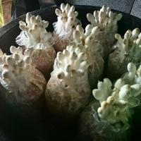 ราคา ก้อนเห็ดโคนน้อย 10 ก้อน มีก้อนพร้อมส่ง ลู ฟอส ฆ่า หนอน ตรา หวี ทอง (1732299429695162349)