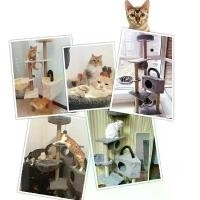 ราคา [จัดส่งทันที] คอนโดแมว คอนโดแมว3ชั้น คอนโดแมว ที่ลับเล็บแมว ที่นอนแมว ของเล่นแมว คอนโดแมว คอนโดแมวไม้ แข็งแรง ทนทาน (1732706157807765229)