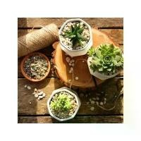 ราคา หินแม่น้ำ หินตกแต่งธรรมชาติ คละสี หินนกพิราบ เหมาะสำหรับสวนขนาดเล็ก ตู้ปลา ดินเพื่อพิพิธภัณฑ์สัตว์น้ำและจัดสวนขนาดเล็ก (1732332656881207934)