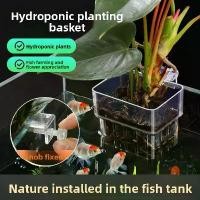 ราคา ตะกร้าผักไฮโดรโปนิกส์, สำหรับตู้ปลา, ถ้วยพืชน้ำ, ถ้วยปลูกติดผนัง,ขาย ปลากัด ปลากัดยักษ์ ไซส์ ใหญ่ ปลากัดยักษ์ ไซส์ ใหญ่ ชุด พร้อม เลี้ยง ตู้ปลา ตู้ปลา คุณตัน (1731745377518520231)