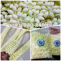 ราคา ดอกมะลิ ( ดอกมะลิวงใหญ่ ถุงใหญ่ ร้อยมาลัย อย่างดี 1ถุง220-240 วง พลาสติกเกรดเอ ) พร้อมส่งจากไทย มะลิร้อยมาลัย มะลิวง ต้นไม้ ฟอกอากาศ ห้องนอน (1732050200512530342)