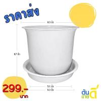 ราคา กระถาง กระถางต้นไม้ มินิมอล ถ้วยจีน+จาน ขนาด 8 นิ้ว สีขาว 10 ใบ ชิ้น อัน ชาม เซรามิค ชุด จาน (1732564489461007925)