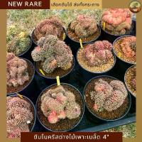 ราคา ขายดีประจำเดือนนี้ [New Item] ยิมโนคริสด่างคัดเกรด Gymnocalycium Cristata กระถาง 4 นิ้ว ไม้เพาะเมล็ด cactus กระบองเพชรคัดเกรด (1731661821032367567)