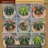 ราคา [Update 4.9] ยิมโนด่างคัดเกรดไซส์แม่พันธุ์ กระถาง 5 นิ้ว ไม้เพาะเมล็ด cactus กระบองเพชรคัดเกรด (1731911792342238825)