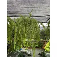 ราคา เฟิร์นสไบนางก้านอ่อนแท้ กระถาง 11 ทรงพุ่มยาว ย้อยสวยงาม ️ 1-2 ต้นต่อหนึ่งออเดอร์ จ้า (1732609755711965014)