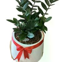ราคา จัดเซ็ตต้นไม้+กระถาง +ขา +โบว์ #ต้นไม้เสริมความสิริมงคล สายมูต้องมี! Zamioculcas zamifolia #ต้นกวักมรกต #ไม้มงคล #ไม้ฟอกอากาศ เลี้ยงง่าย ตายยาก #เสริมโชคลาภ #เรียกทรัพย์เ (1731691492972005881)